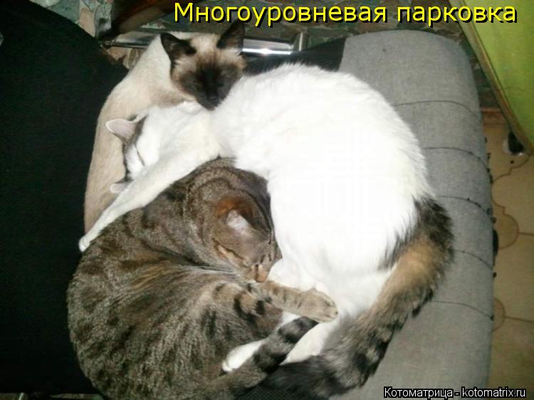 Котоматрица: Многоуровневая парковка Многоуровневая парковка