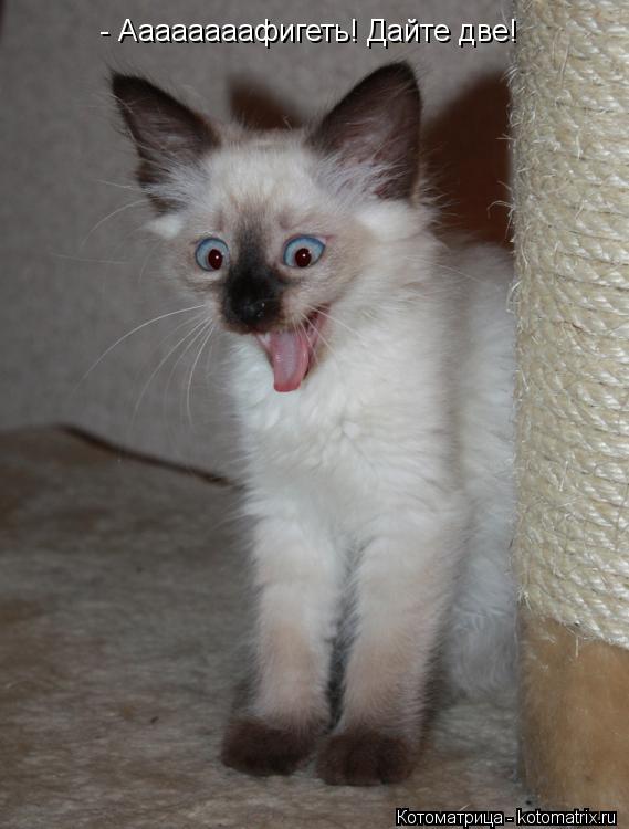Котоматрица: - Аааааааафигеть! Дайте две!