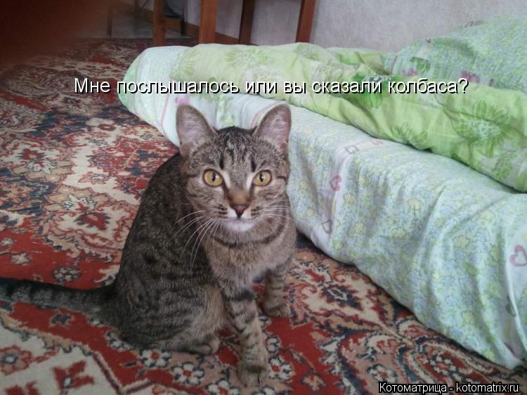 Котоматрица: Мне послышалось или вы сказали колбаса?