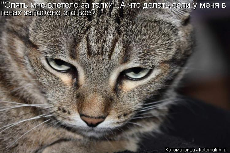 Котоматрица: "Опять мне влетело за тапки!..А что делать,если у меня в генах заложено это всё?.."