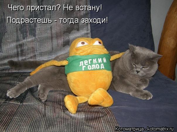 Котоматрица: Чего пристал? Не встану! Подрастешь - тогда заходи!