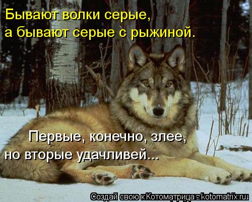 Котоматрица: Бывают волки серые, а бывают серые с рыжиной. но вторые удачливей... Первые, конечно, злее,