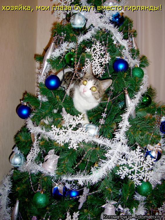 Котоматрица: хозяйка, мои глаза будут вместо гирлянды!