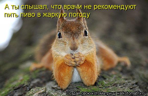 Котоматрица: А ты слышал, что врачи не рекомендуют пить пиво в жаркую погоду