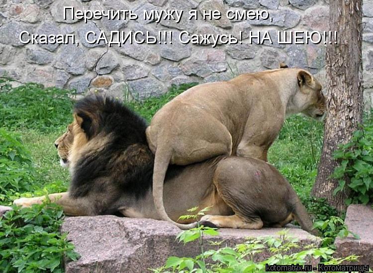 Котоматрица: Перечить мужу я не смею, Сказал, САДИСЬ!!! Сажусь! НА ШЕЮ!!!