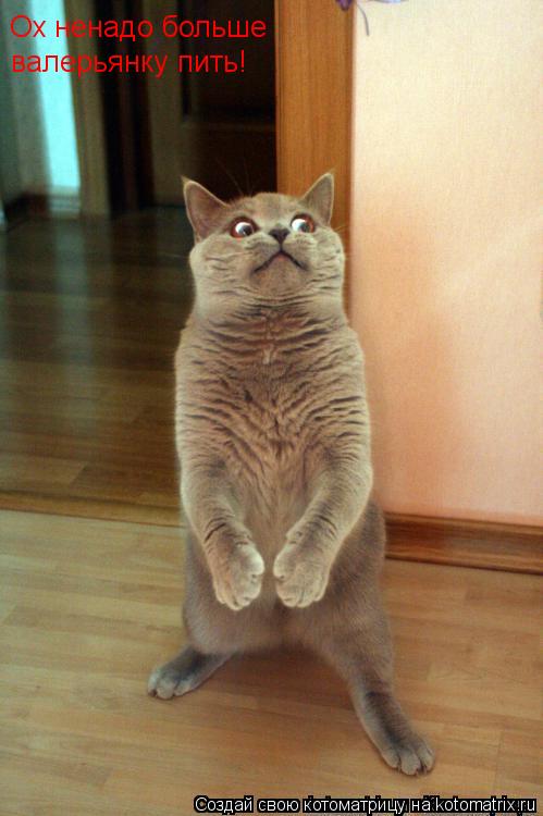 Котоматрица: Ох ненадо больше валерьянку пить!