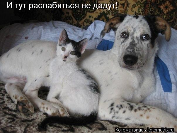 Котоматрица: И тут раслабиться не дадут!
