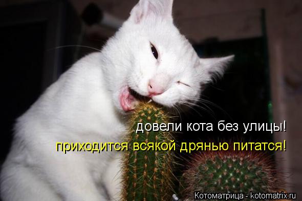 Котоматрица: довели кота без улицы! приходится всякой дрянью питатся!