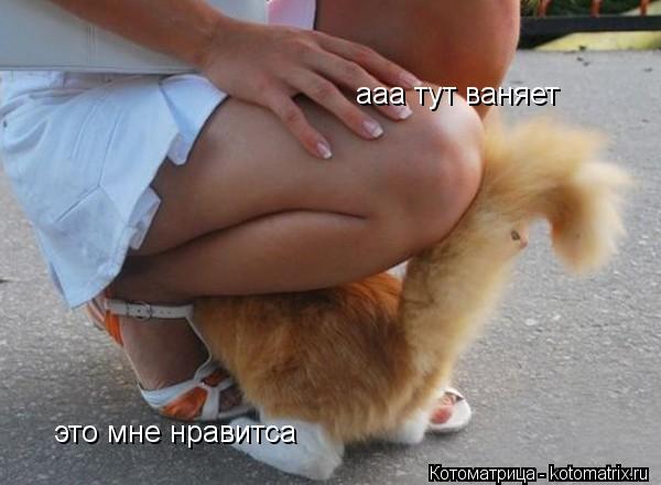 Котоматрица: ааа тут ваняет это мне нравитса