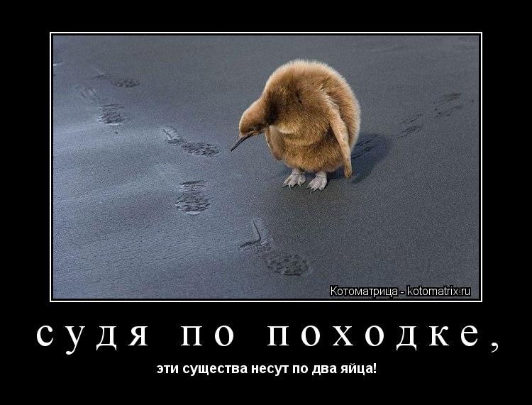 Котоматрица: судя по походке, эти существа несут по два яйца!