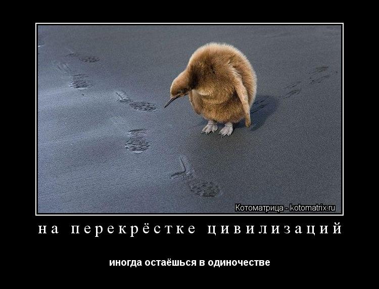 Котоматрица: на перекрёстке цивилизаций иногда остаёшься в одиночестве