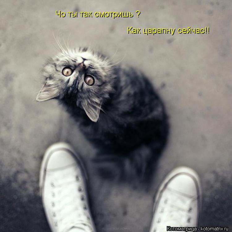 Котоматрица: Чо ты так смотришь ? Как царапну сейчас!!
