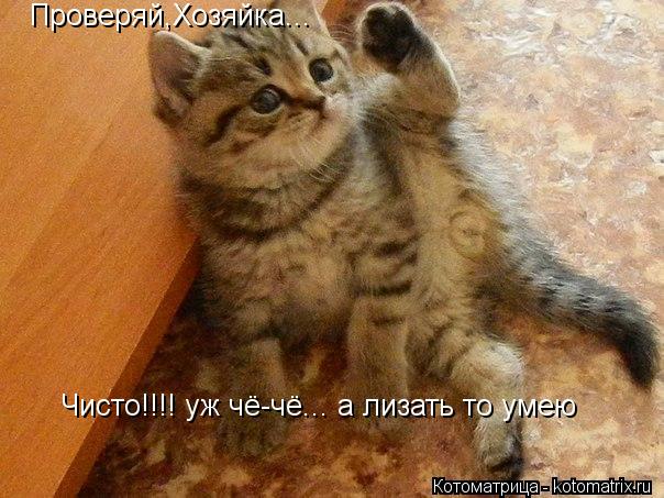 Котоматрица: Проверяй,Хозяйка... Чисто!!!! уж чё-чё... а лизать то умею