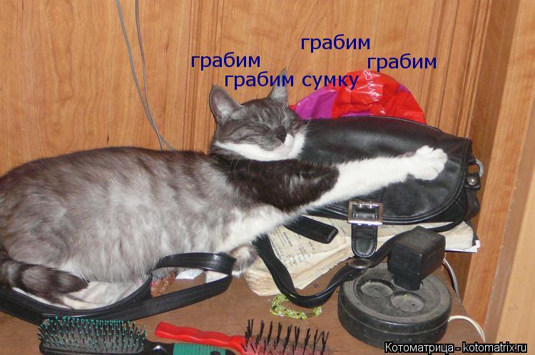 Котоматрица: грабим грабим грабим сумку  грабим
