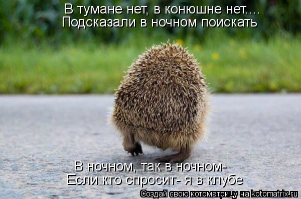 Котоматрица: В тумане нет, в конюшне нет.... Подсказали в ночном поискать В ночном, так в ночном- Если кто спросит- я в клубе
