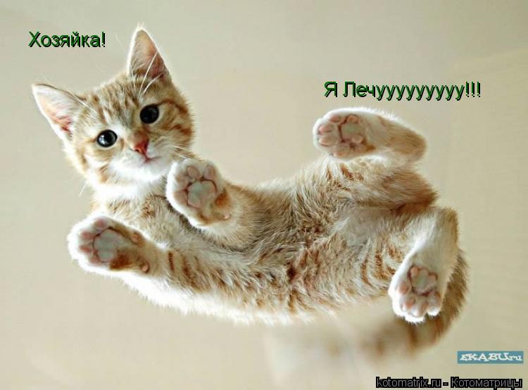 Котоматрица: Хозяйка! Я Лечууууууууу!!!