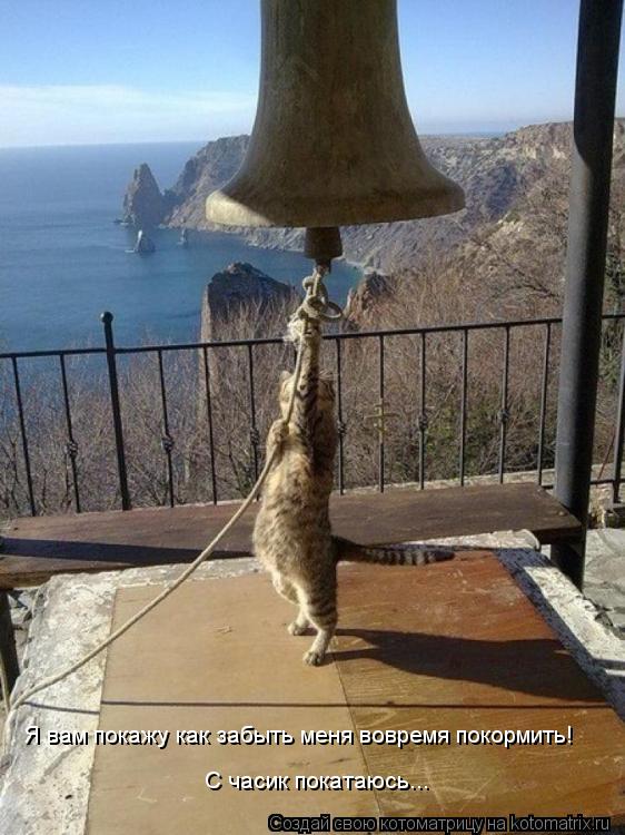 Котоматрица: Я вам покажу как забыть меня вовремя покормить! С часик покатаюсь...