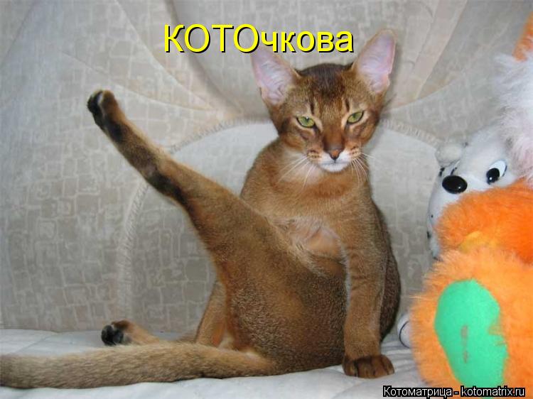 Котоматрица: КОТОчкова