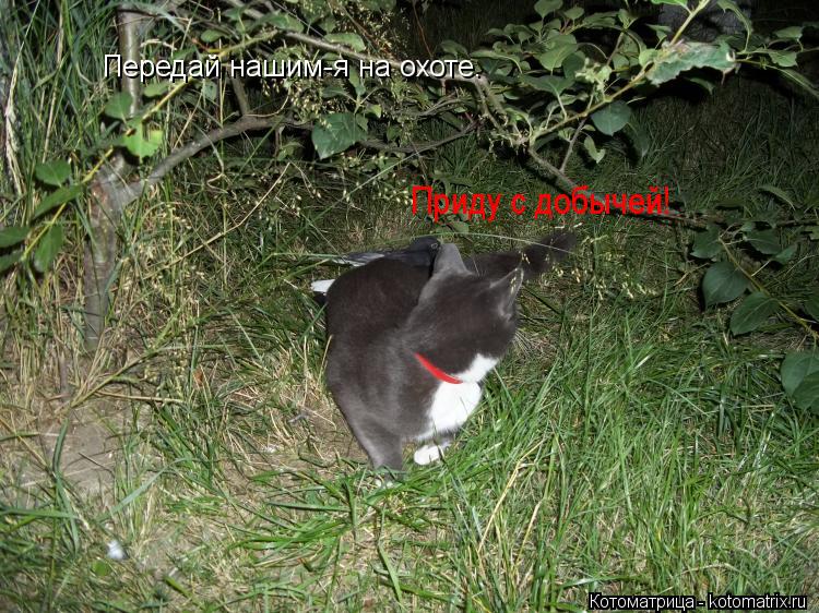 Котоматрица: Передай нашим-я на охоте. Приду с добычей!