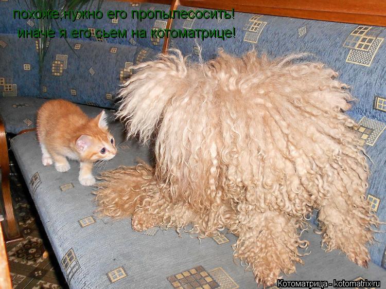 Котоматрица: похоже,нужно его пропылесосить! иначе я его сьем на котоматрице!