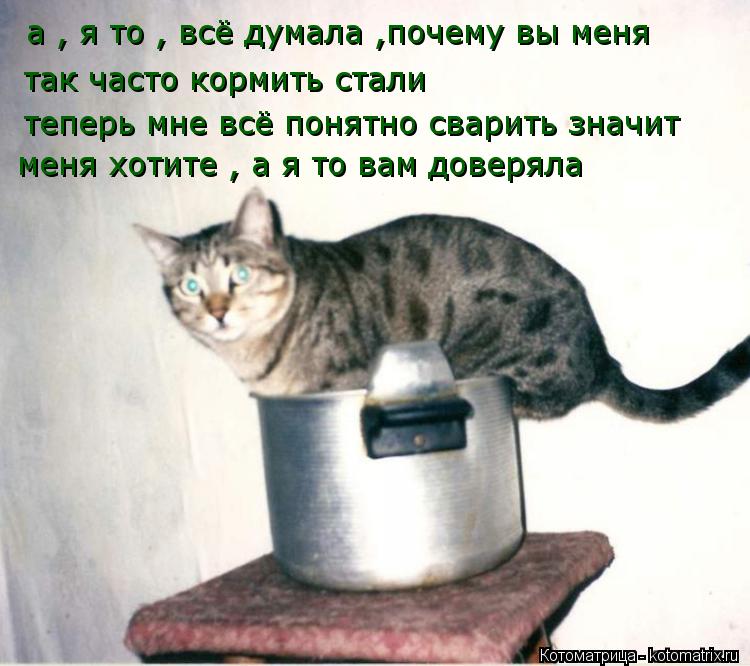Котоматрица: а , я то , всё думала ,почему вы меня  так часто кормить стали  теперь мне всё понятно сварить значит  меня хотите , а я то вам доверяла