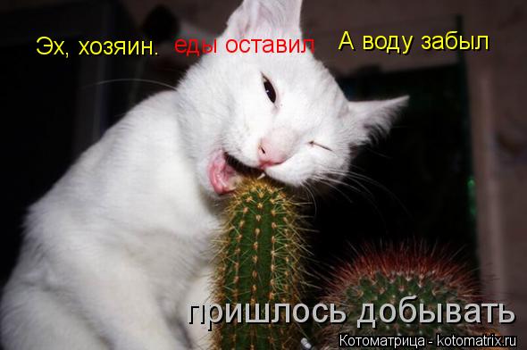Котоматрица: Эх, хозяин. еды оставил А воду забыл пришлось добывать