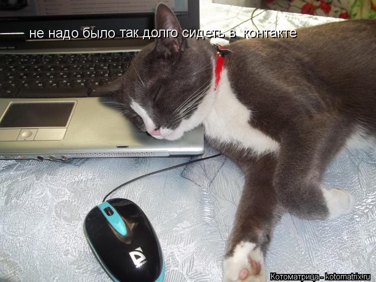 Котоматрица: не надо было та к долго сидеть в   контакте