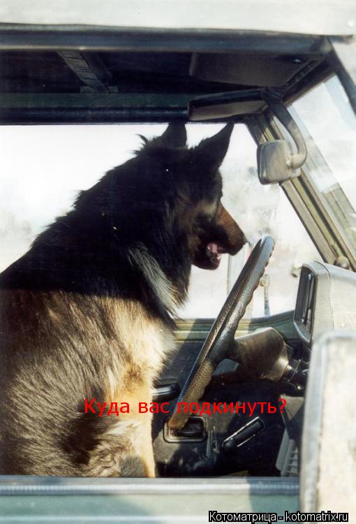 Котоматрица: Куда вас подкинуть?