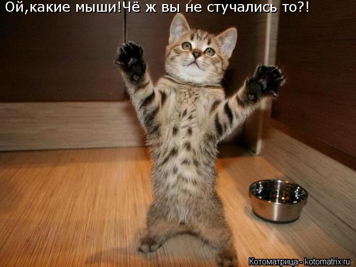 Котоматрица: Ой,какие мыши!Чё ж вы не стучались то?!
