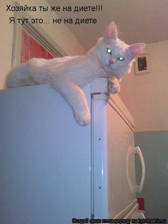 Котоматрица: Хозяйка ты же на диете!!!  Я тут это... не на диете