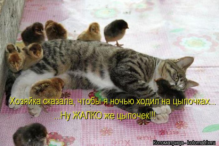 Котоматрица: Хозяйка сказала, чтобы я ночью ходил на цыпочках... ...Ну ЖАЛКО же цыпочек!!!