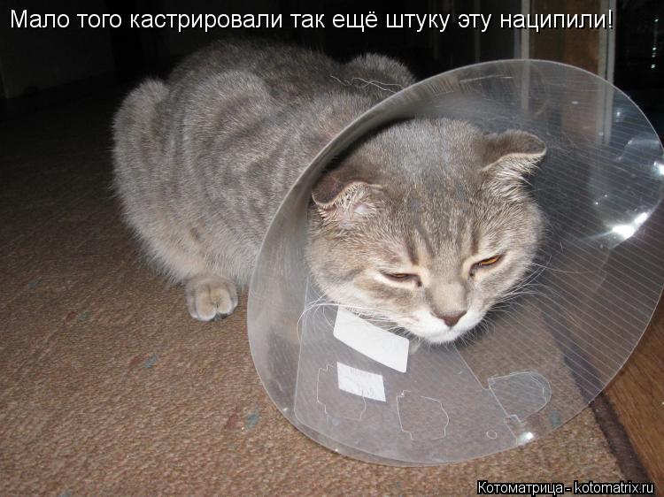 Котоматрица: Мало того кастрировали так ещё штуку эту наципили!