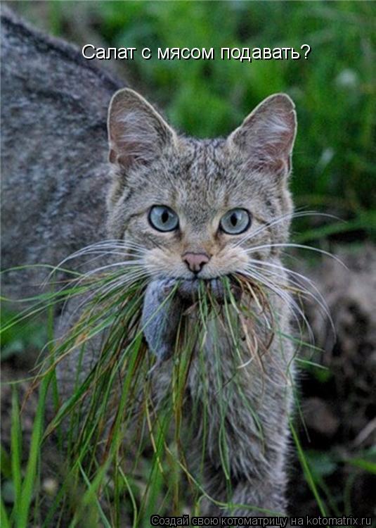 Котоматрица: Салат с мясом подавать?