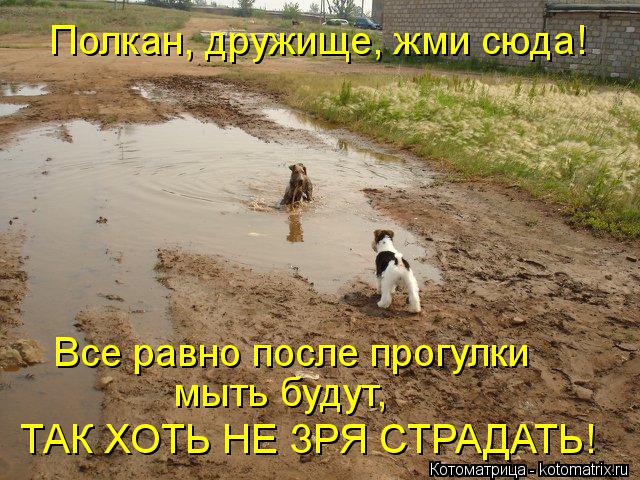 Котоматрица: Полкан, дружище, жми сюда! Все равно после прогулки  мыть будут,  ТАК ХОТЬ НЕ ЗРЯ СТРАДАТЬ!