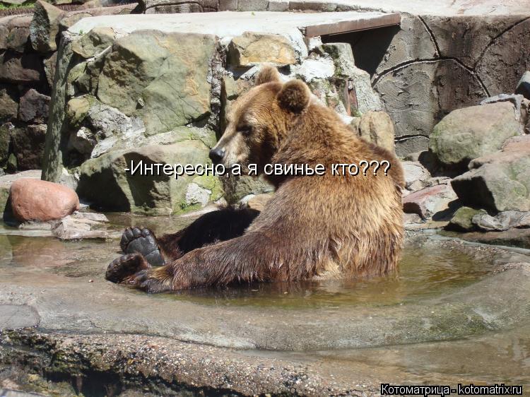 Котоматрица: -Интересно,а я свинье кто???