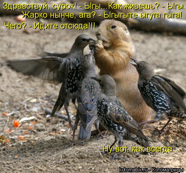 Котоматрица: Здравствуй, сурок! - Ыгы...Как живешь? - Ыгы... Жарко нынче, ага? - Ыгыгыте ыгуга гыга!  Чего? - Идите отсюда!!!    ...      Ну вот, как всегда...