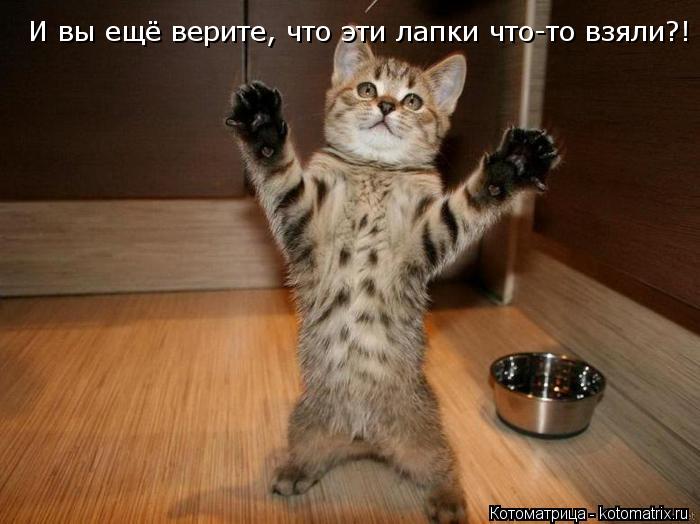 Котоматрица: И вы ещё верите, что эти лапки что-то взяли?!