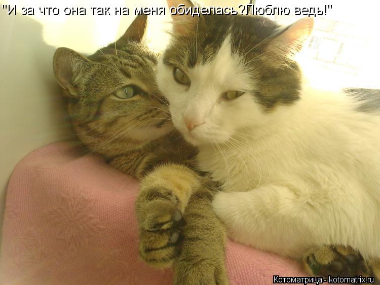 Котоматрица: "И за что она так на меня обиделась?Люблю ведь!"