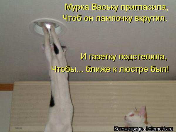 Котоматрица: Мурка Ваську пригласила, Чтоб он лампочку вкрутил. Чтобы... ближе к люстре был!  И газетку подстелила,