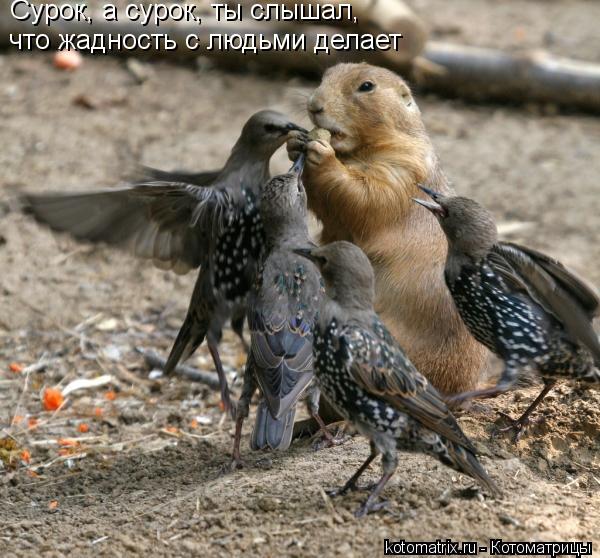 Котоматрица: Сурок, а сурок, ты слышал, что жадность с людьми делает