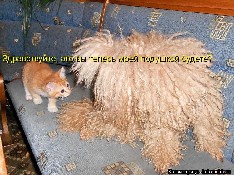 Котоматрица: Здравствуйте, это вы теперь моей подушкой будете?