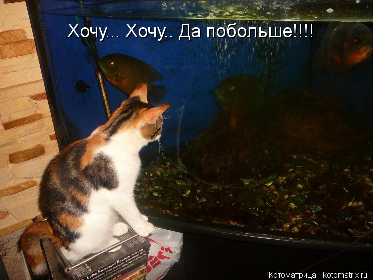 Котоматрица: Хочу... Хочу.. Да побольше!!!!