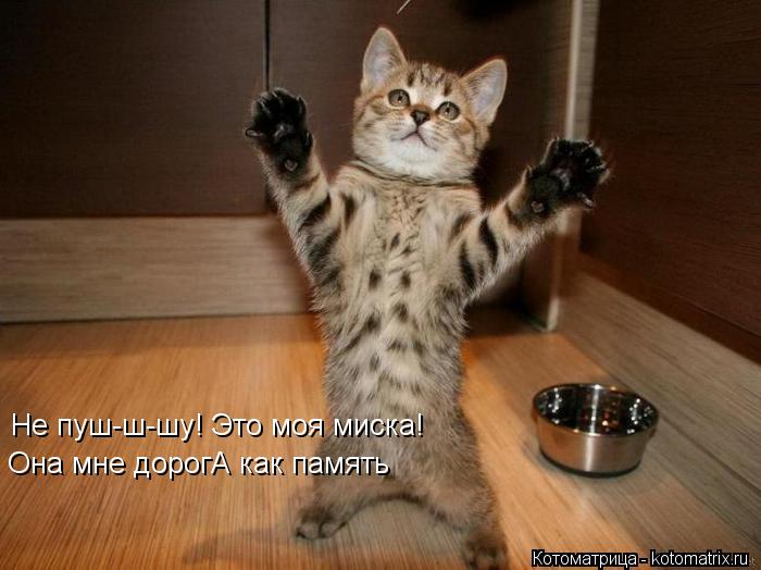 Котоматрица: Не пуш-ш-шу! Это моя миска! Она мне дорогА как память