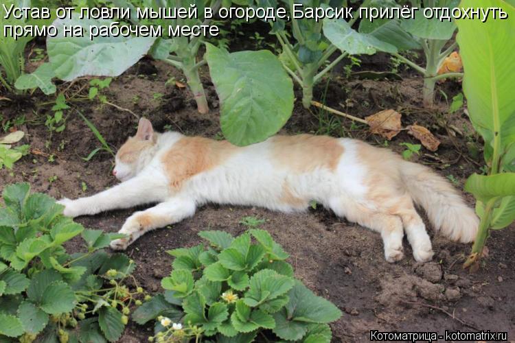 Котоматрица: Устав от ловли мышей в огороде,Барсик прилёг отдохнуть прямо на рабочем месте