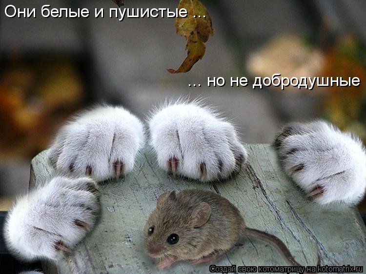 Котоматрица: Они белые и пушистые ... ... но не добродушные
