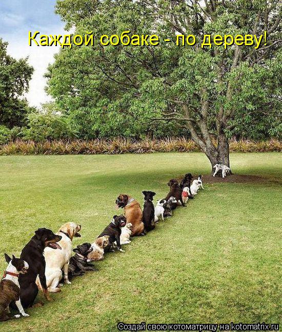 Котоматрица: Каждой собаке - по дереву!