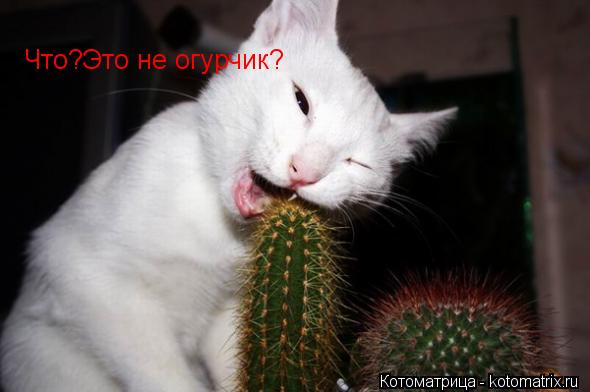 Котоматрица: Что?Это не огурчик?
