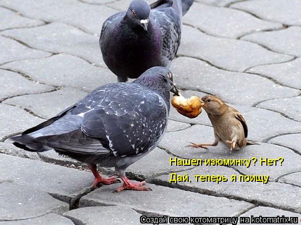 Котоматрица: Нашел изюминку? Нет? Дай, теперь я поищу