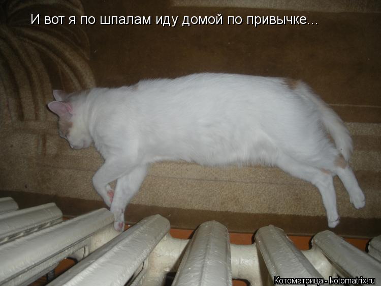 Котоматрица: И вот я по шпалам иду домой по привычке...