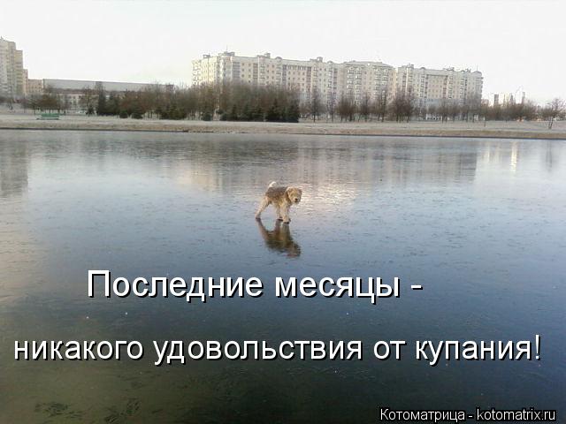 Котоматрица: Последние месяцы -  никакого удовольствия от купания!